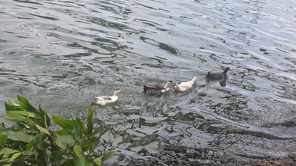Duck family on a lake