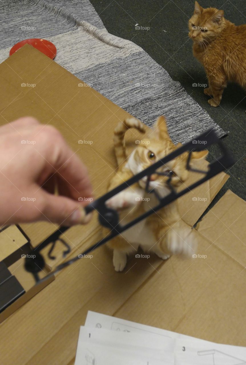 Ikea cat