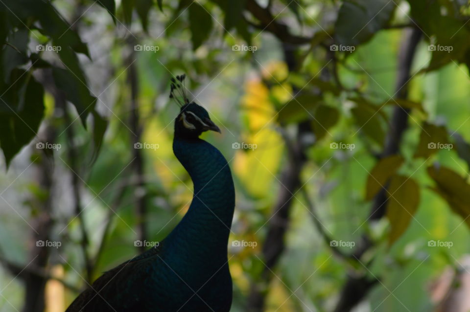 Peacock in the woods