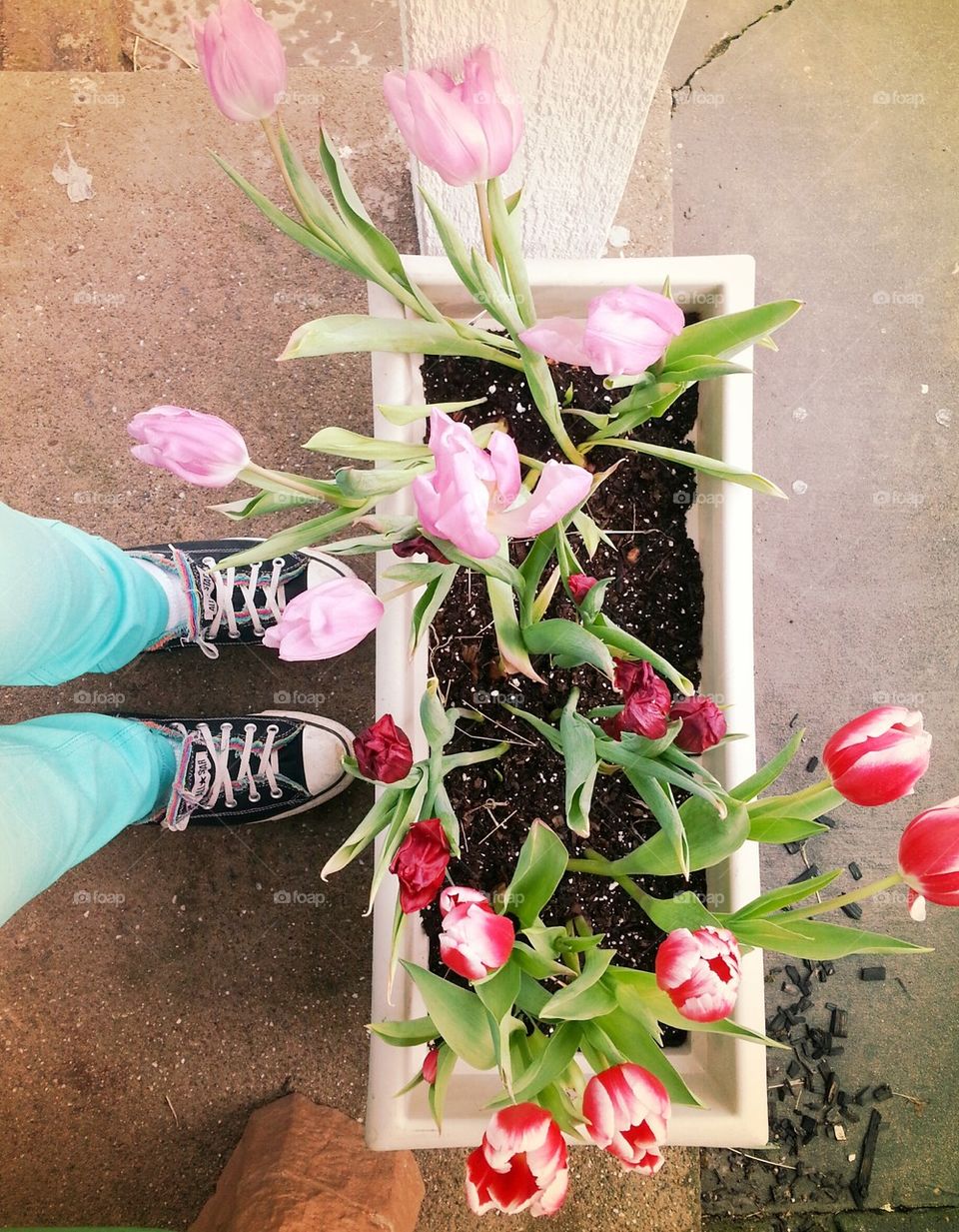 Chucks tulips