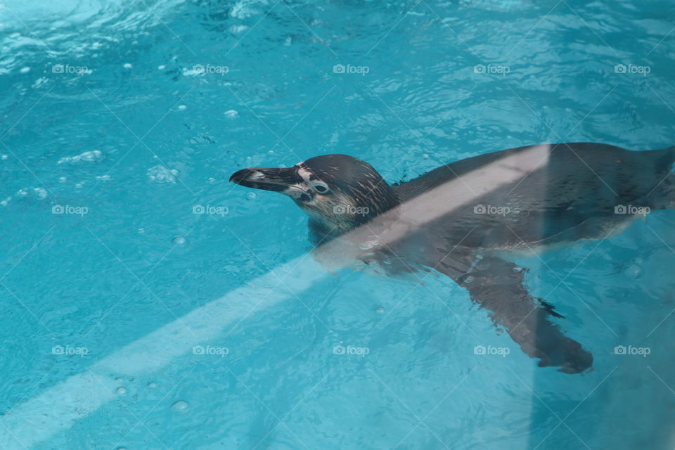 This is a penguin at the zoo in Belgrade.