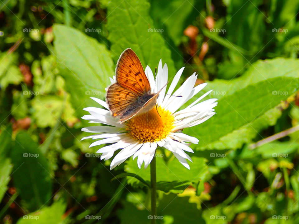 Summer butterfly on wildflower
