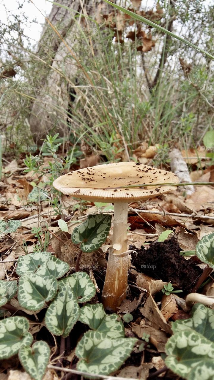 Mushroom growth from the fall leaves on the ground with fresh green leaves of Cyclamen 