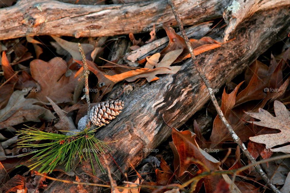 pinecone on log su