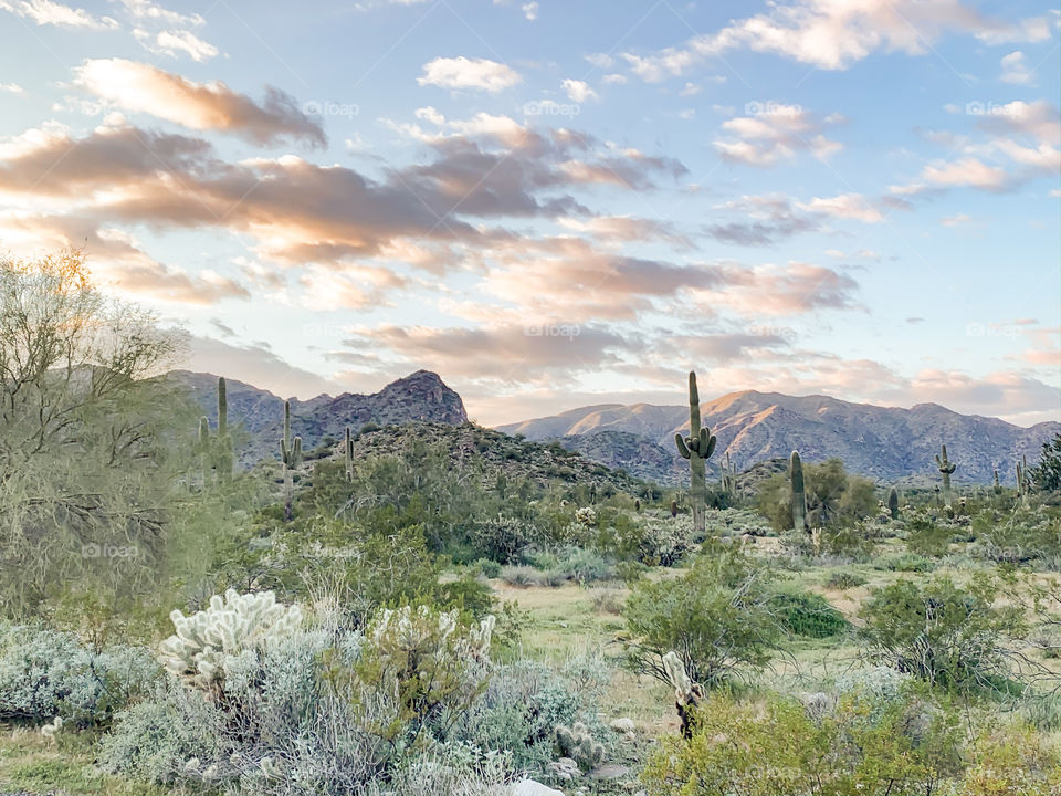 The calm green desert just after a rain storm with a colorful sky to show how beautiful deserts can really be. Nature is beautiful! Get outside! 