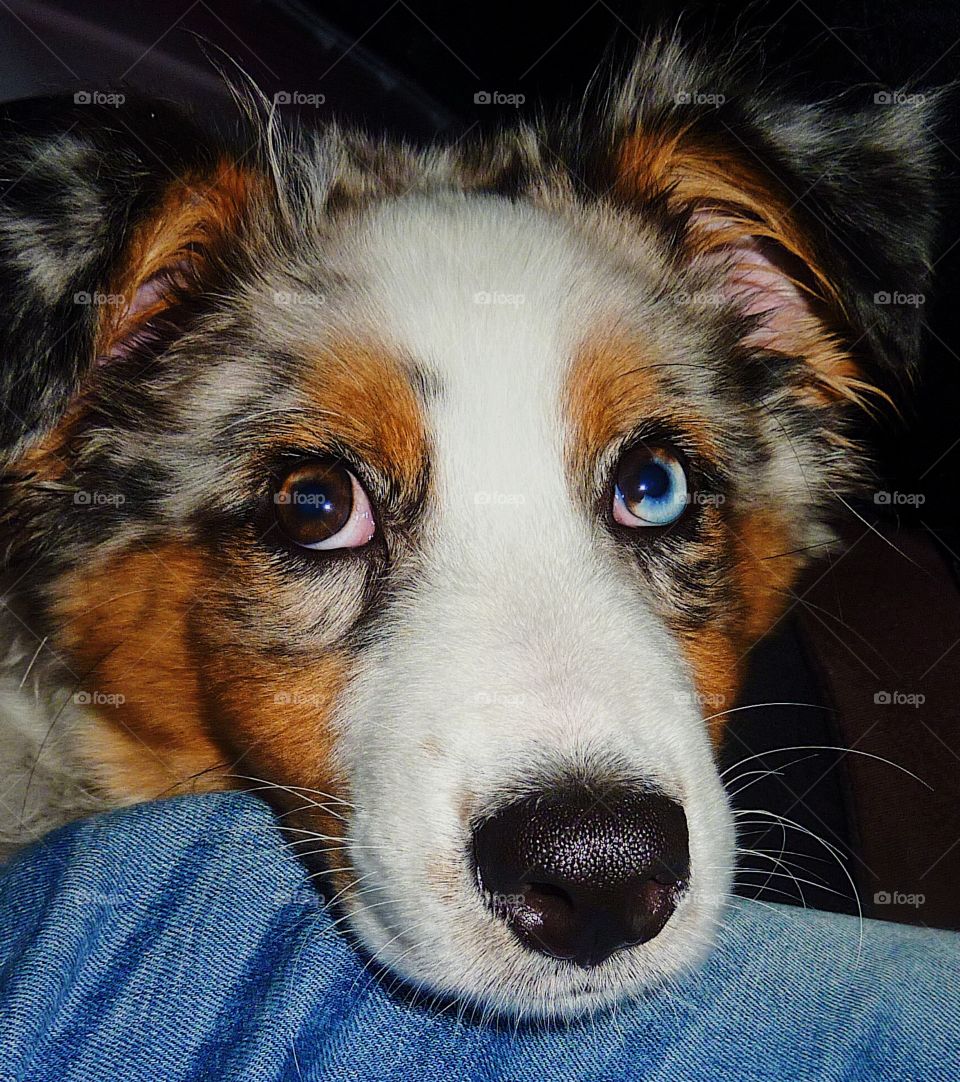 Bi color puppy eyes