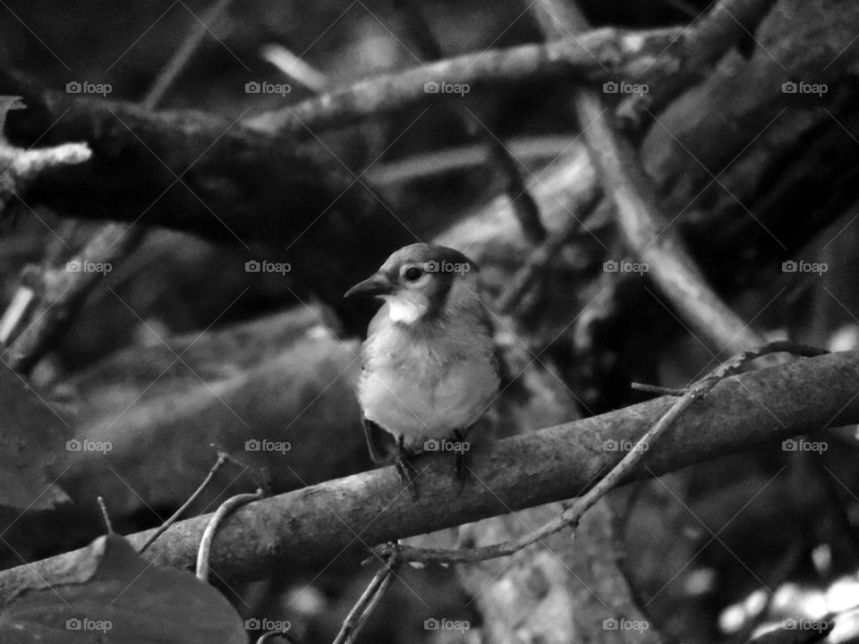 A Blue Jay in black and white!!