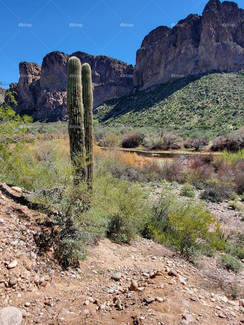Saguaro Cactus by the Mountains