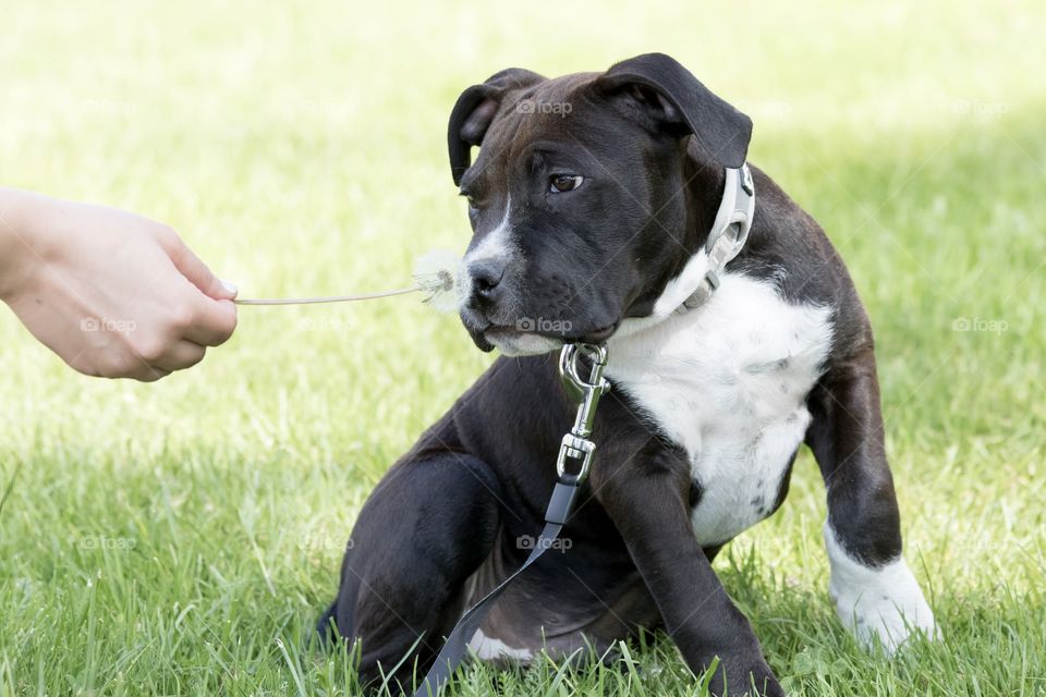 Cute curious puppy dog sniffing on dandelion - söt nyfiken amstaff hundvalp luktar på maskros 