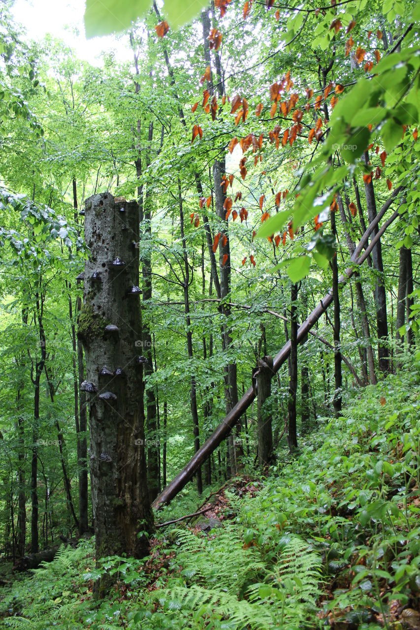 Trees in the wood