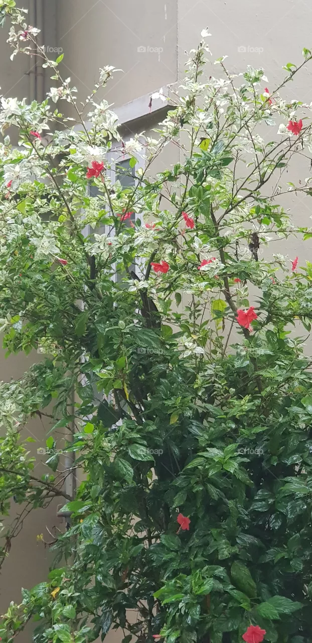 flowers