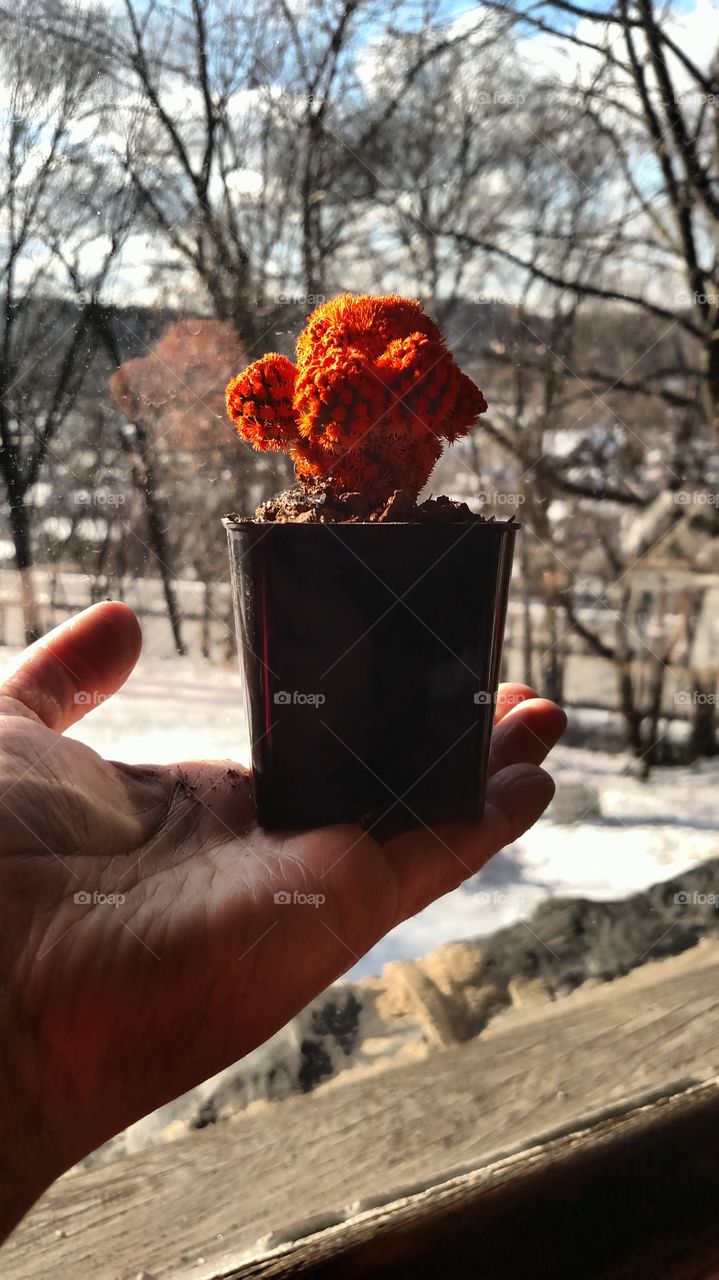Orange flower