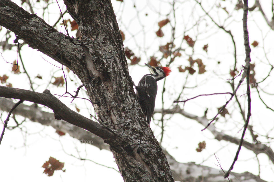 Woodpecker