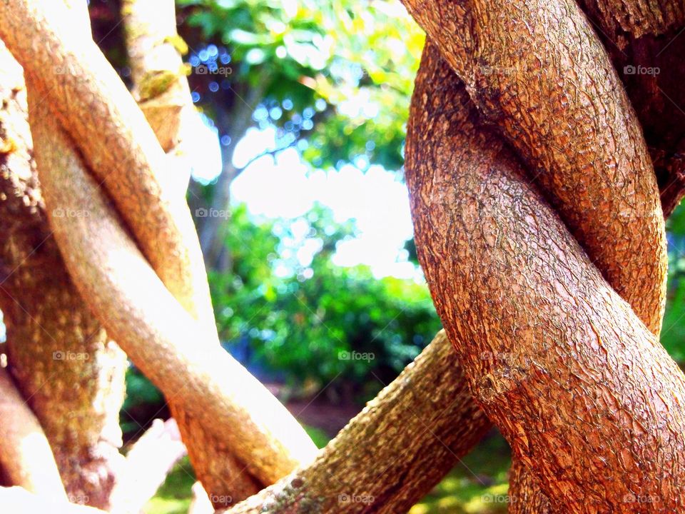 Vines defining and intertwining 