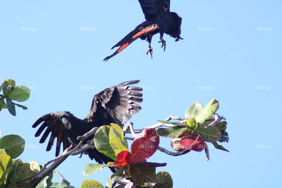 Red tailed Black Cockatoo