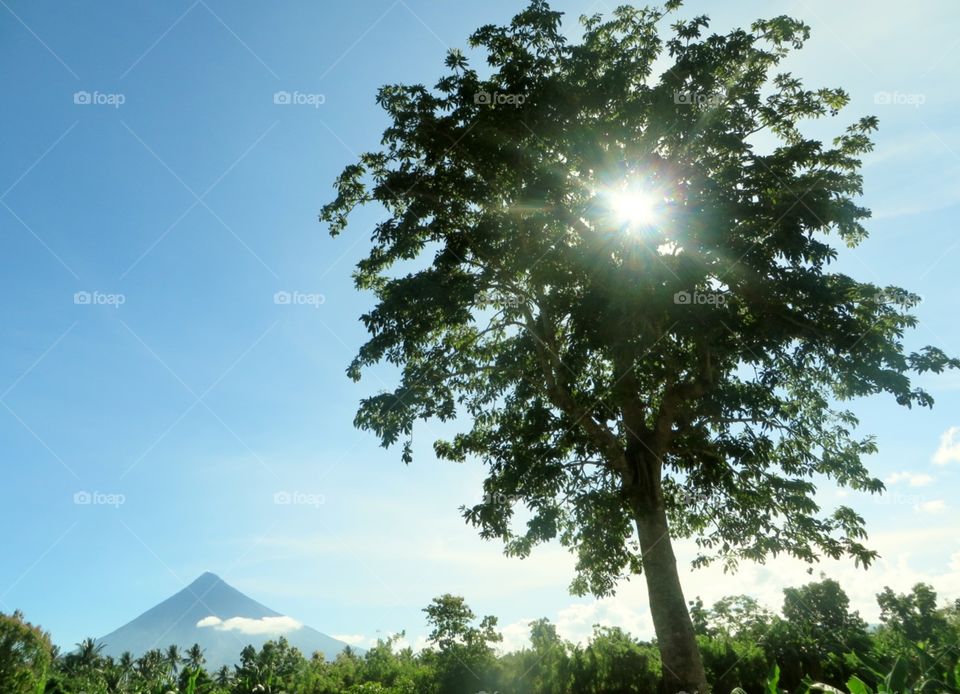 The Sun and the Tree