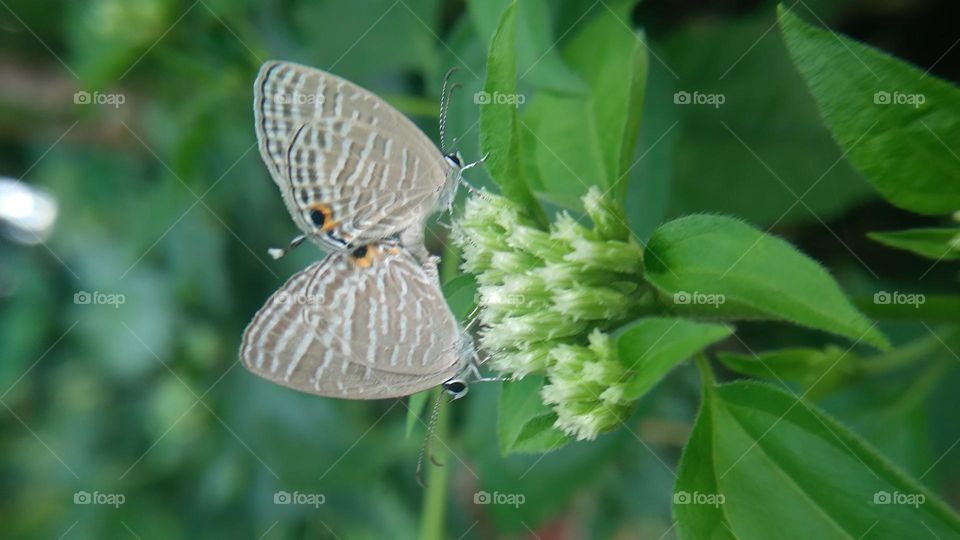A pair of little butterflies making love on a blooming flower