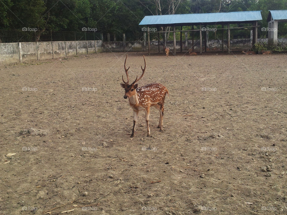 Sundarban's Deer