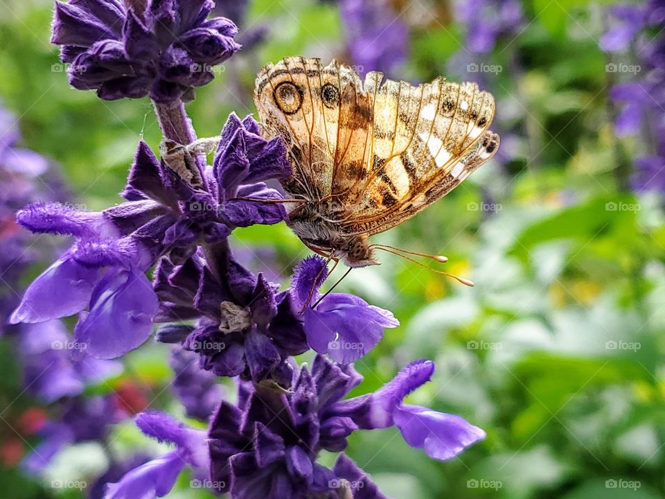 Butterfly pollinating purple mystic spires flower