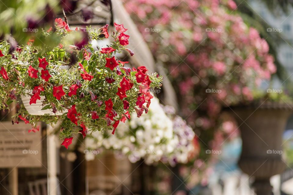 plants in city streets