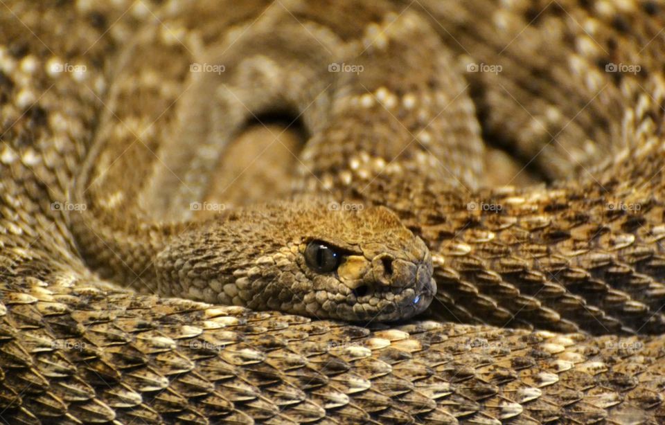 Rattlesnake