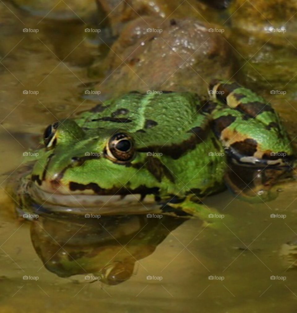 Frog in reflection