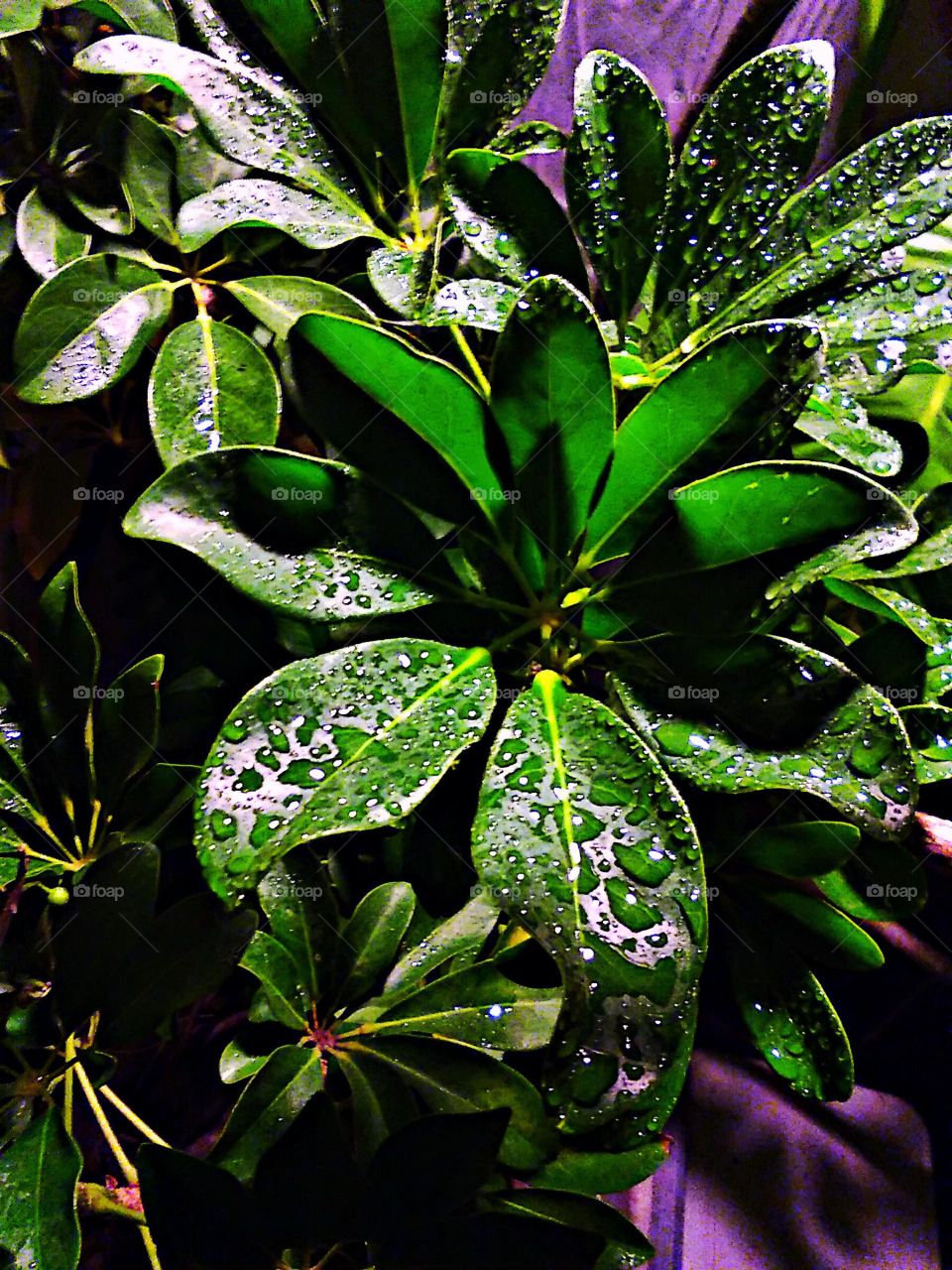 Green Plants In The Rain