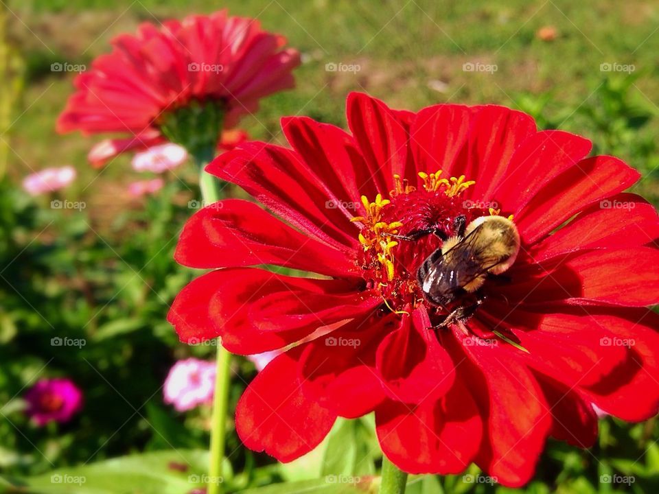 Last blooms of summer