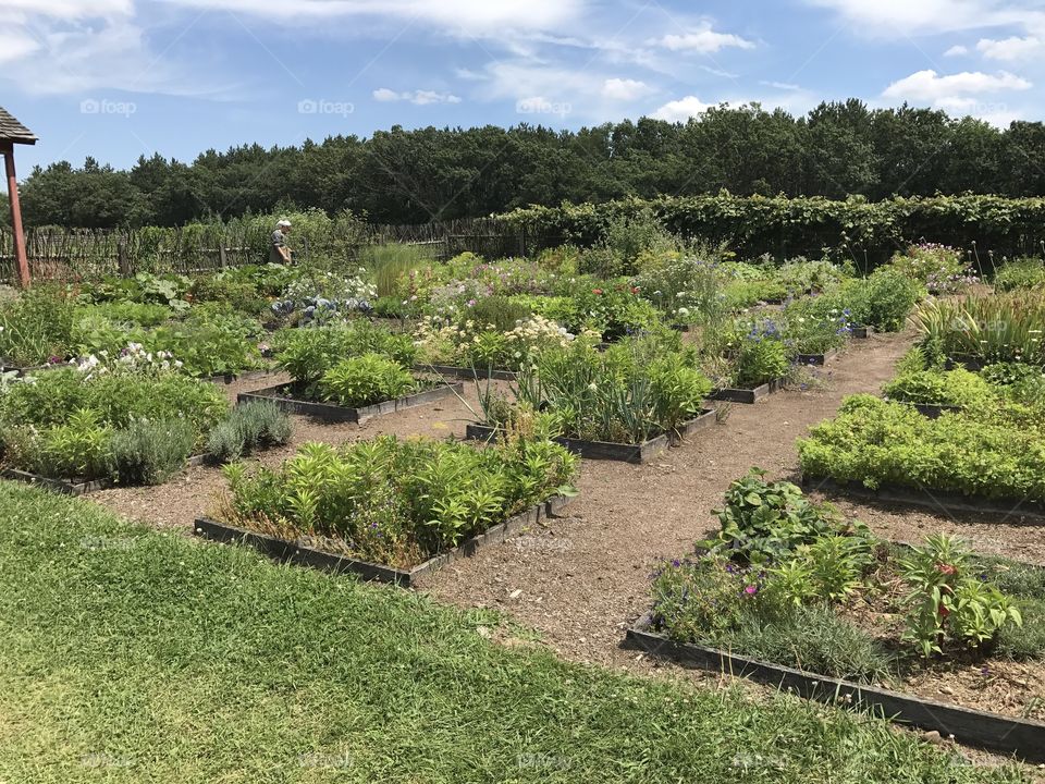 Historic Heirloom Garden with Vegetables Herbs and Flowers - Old World Wisconsin Living History Museum - Rural Country Plot Gardening 