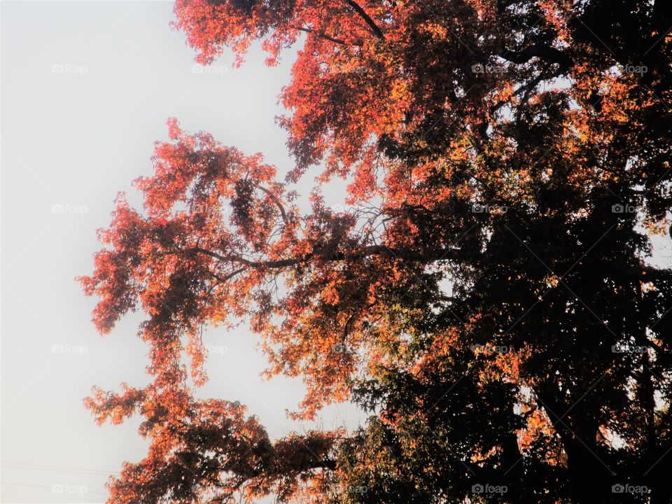 Fall, Leaf, No Person, Tree, Maple