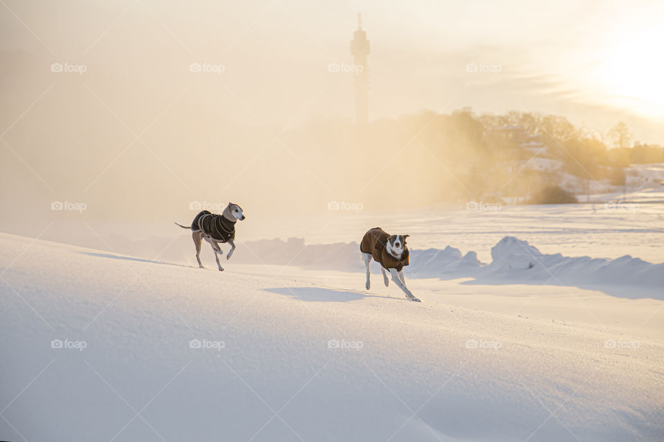 Two running dogs playing in the snowy landscape chasing each other with foggy backdrop 