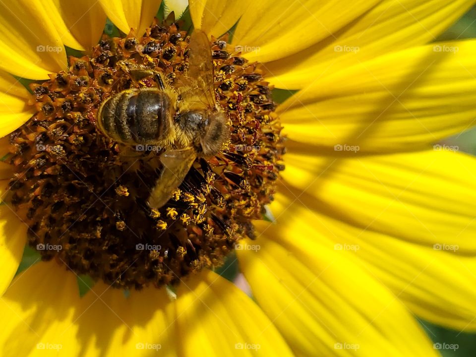 common sunflower being pollinated by a bumble bee