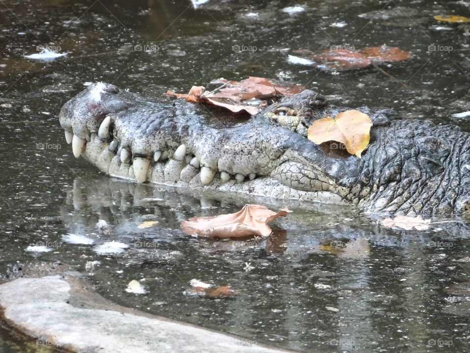 lazy croc