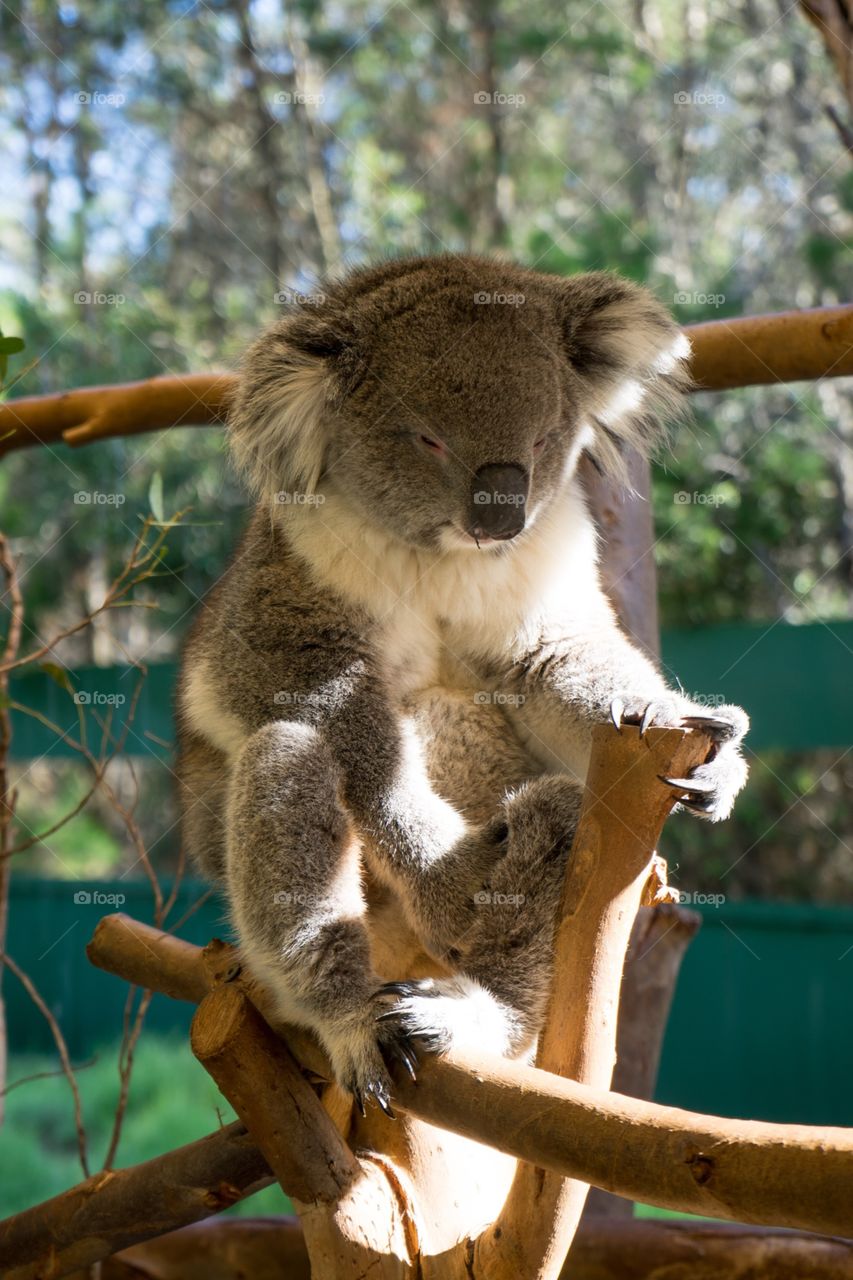 Koala Bear At Australia