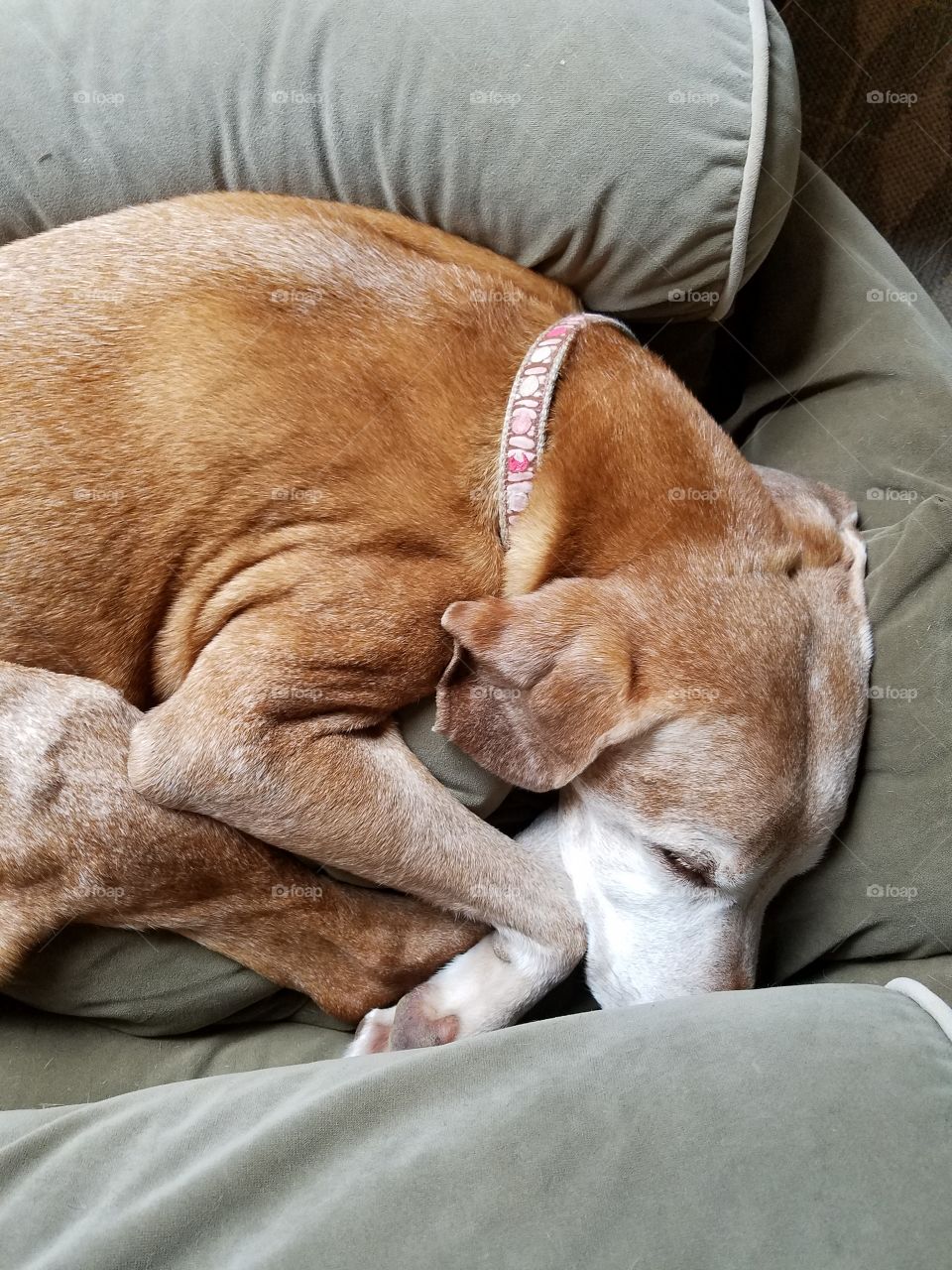 Older Vizsla dog curled up in her bed sleeping.