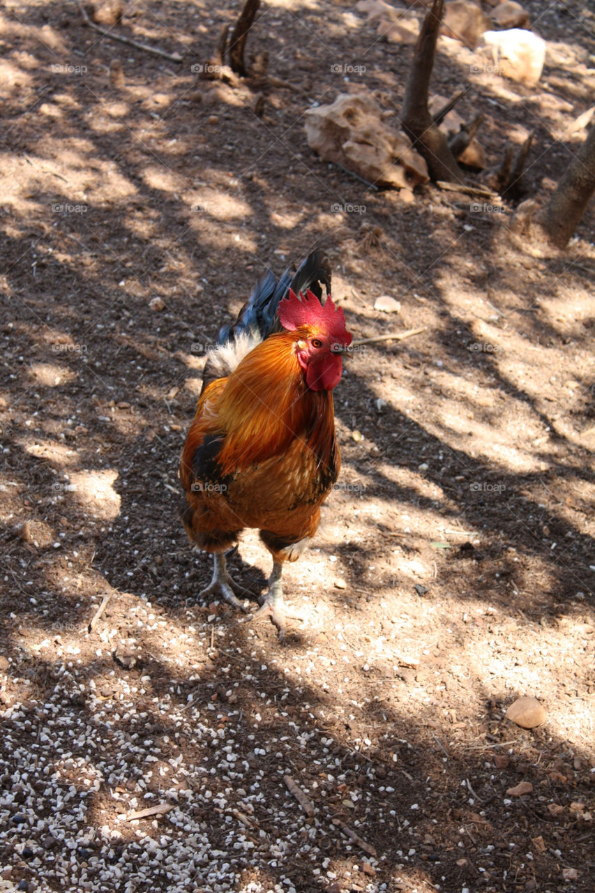 nature forest animal zoo by lugasi