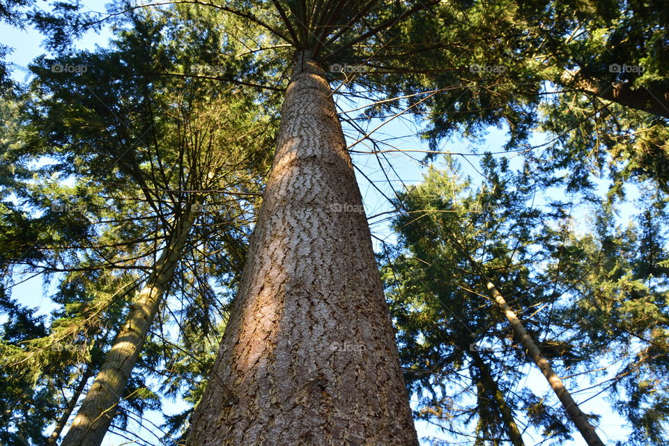 Low angle view of tree trunk