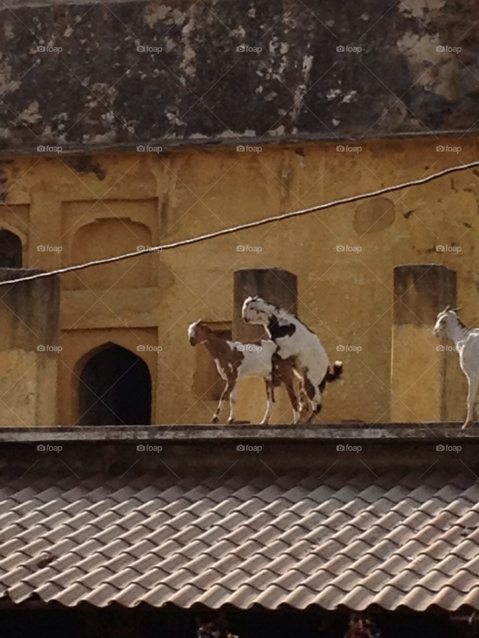 animal funny roof goat by izabela.cib