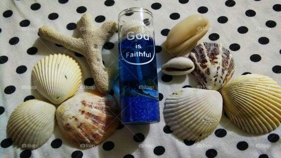 I love to collect sea shells.
I love how our amazing God created these shells.