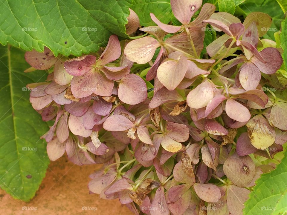 hidrangea macrophylla