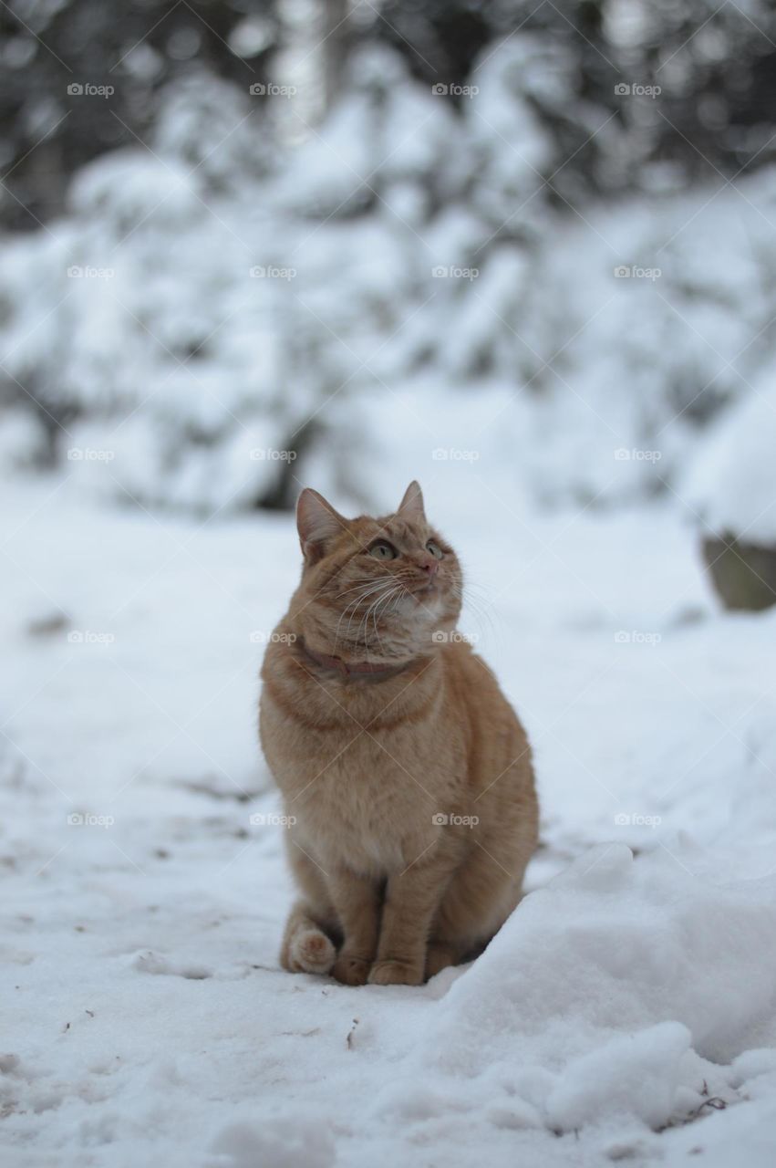 ginger cat.