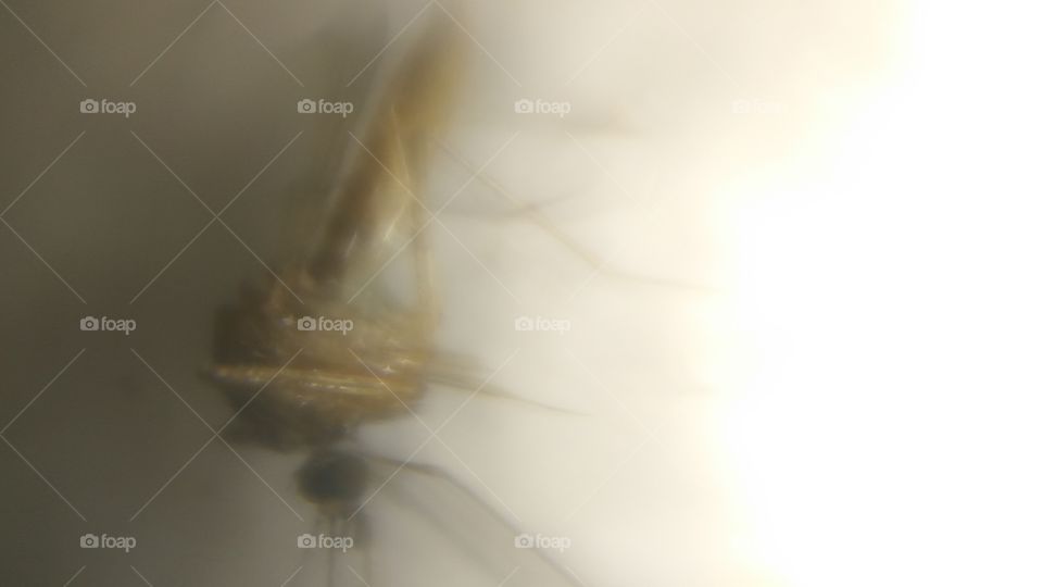 Micro Photo In Mosquito