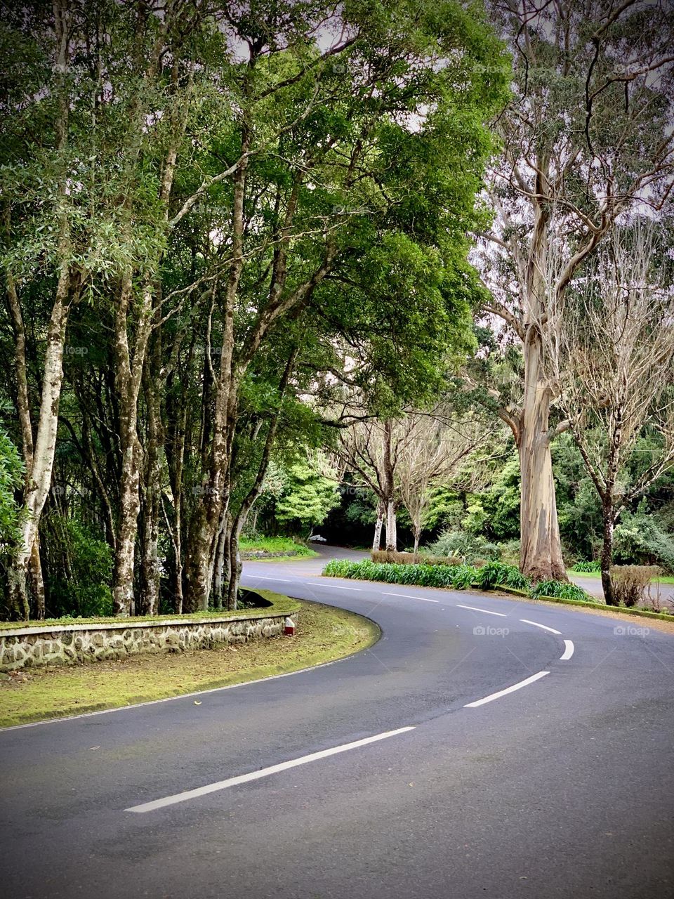 Road on the forest 