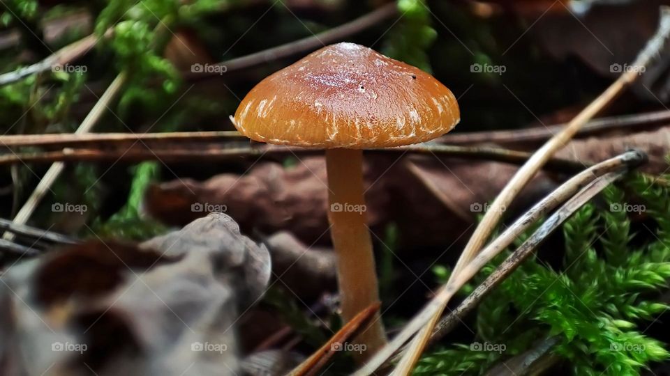 Macro photo of mushrooms in the forest