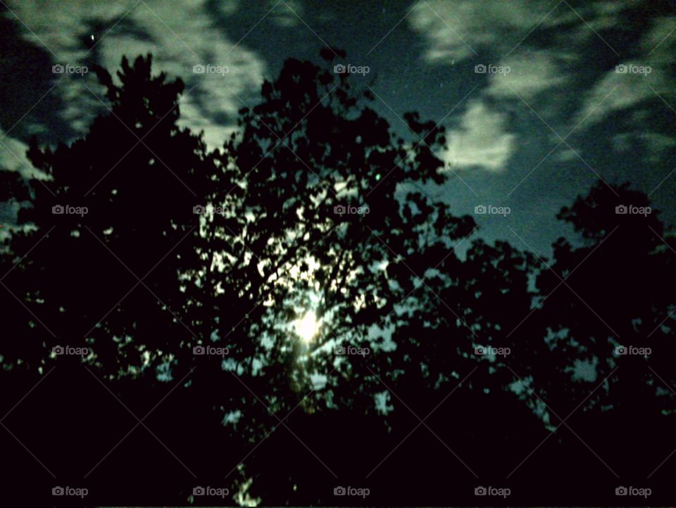 Moonlight through trees high exposure 