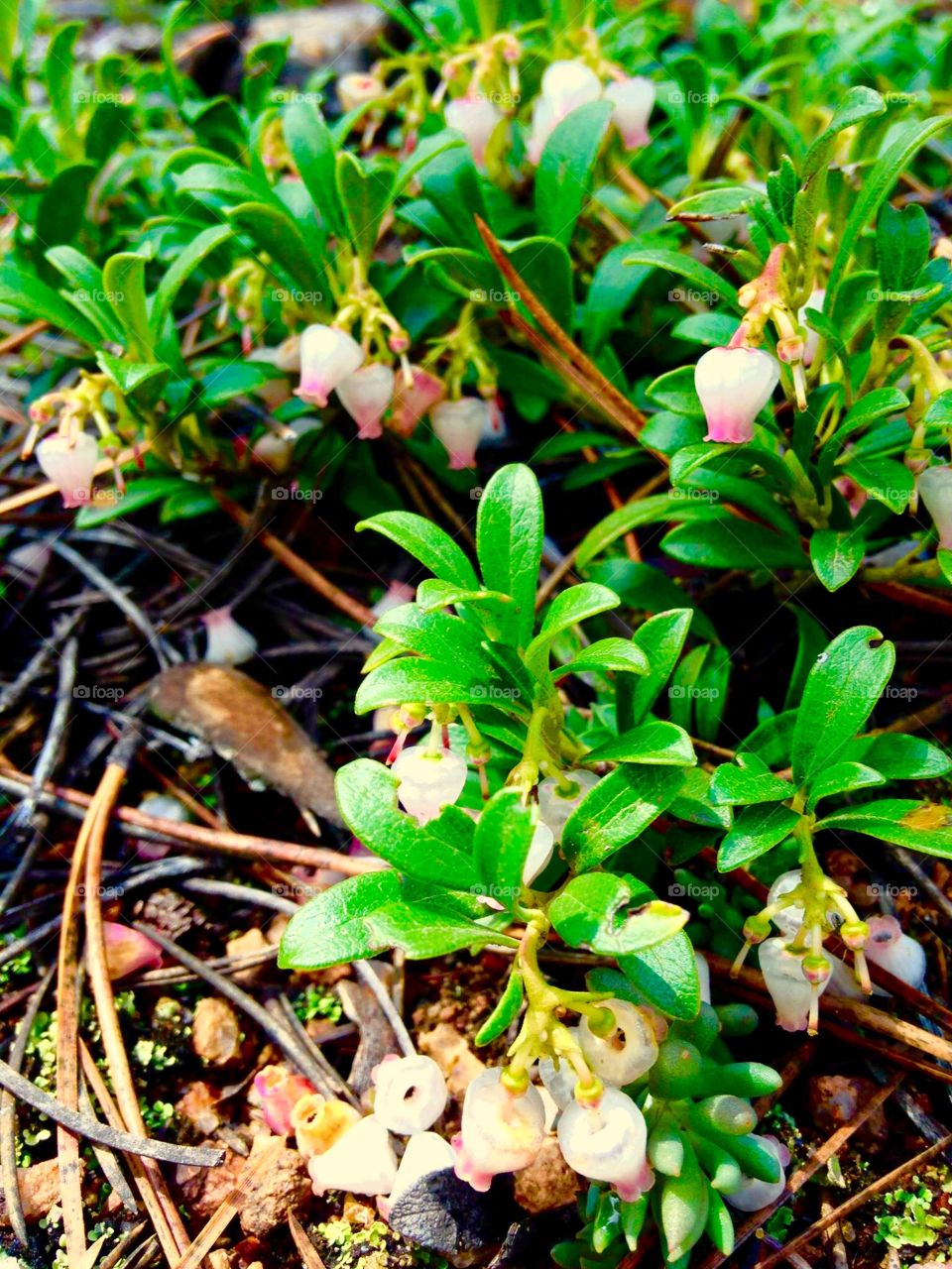 Wild botanical in COLORADO 