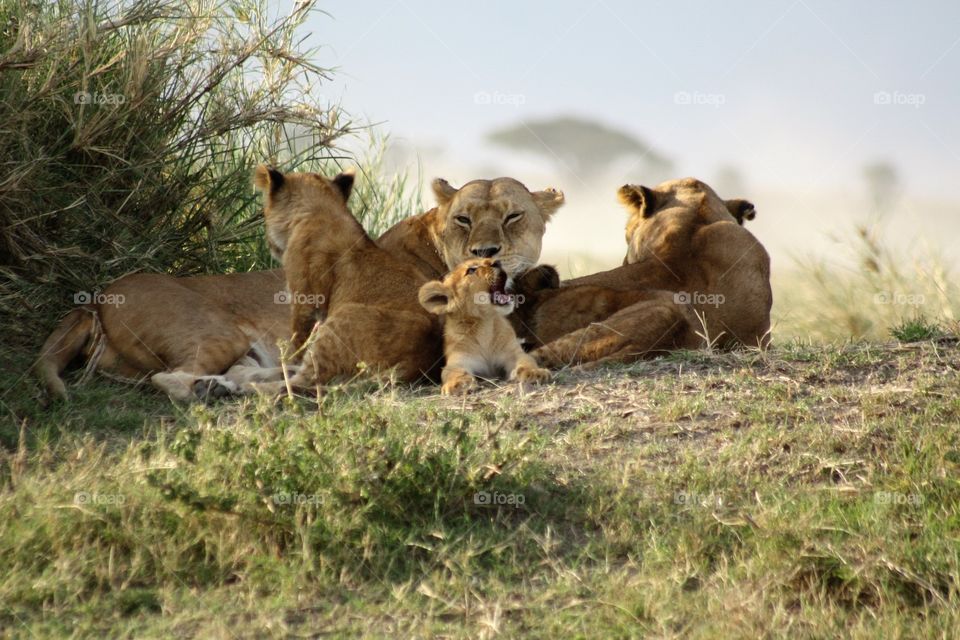 A small lion cub lets out a tiny roar in the Serengeti, Tanzania 