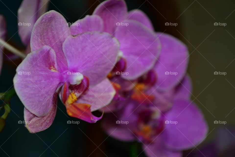 Orchide
