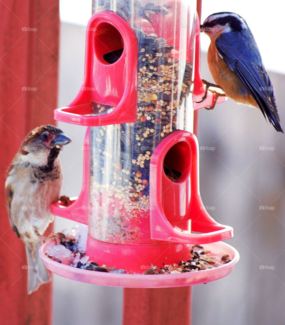 feeding birds nuthatch and sparrow