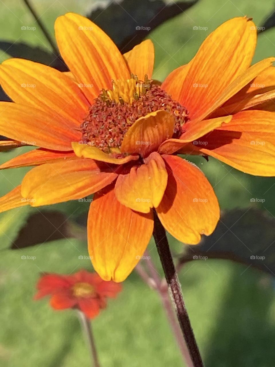 A close-up photo from a orange flower in juli. another orange flower shines out of focus in the left half of the image, embedded in green foliage.